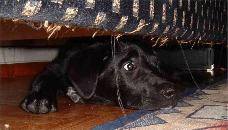 Det var tryggere her under sofaen..
