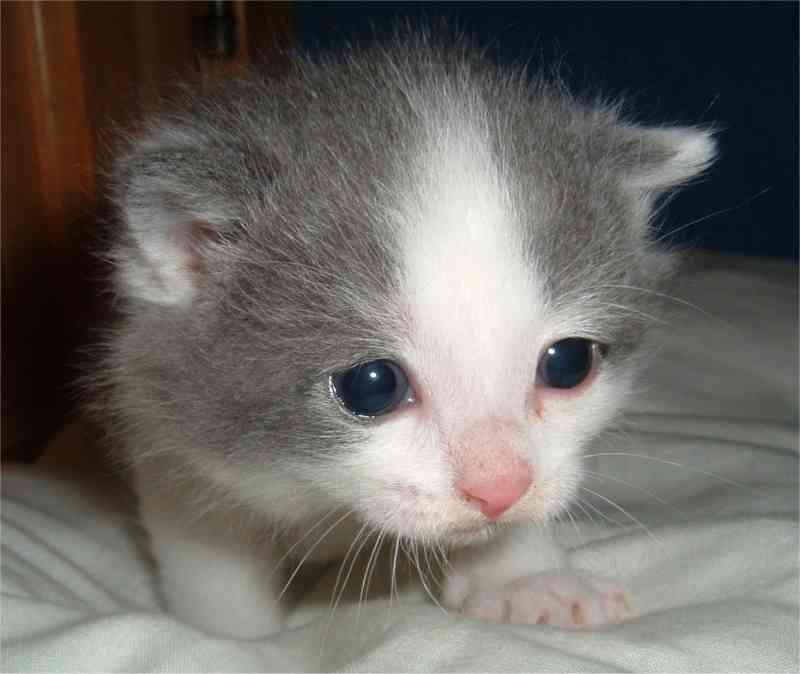 S�ster Simone-omplassert